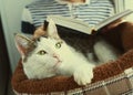 Cat lay in pet bed with boy reading book Royalty Free Stock Photo