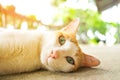 Cat laydown on cement floor