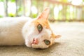Cat laydown on cement floor