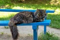 A fluffy gray cat is sleeping on a blue bench Royalty Free Stock Photo