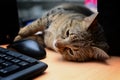 Cat laying by the computer keyboard looking bored close up view