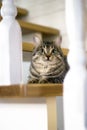 Cat is laying down on the stairway Royalty Free Stock Photo