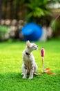 A cat is laying down on the turf artificial grass with the collar bell and orange leash on it Royalty Free Stock Photo