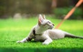 A cat is laying down on the turf artificial grass with the collar bell and orange leash on it Royalty Free Stock Photo