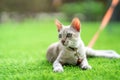 A cat is laying down on the turf artificial grass with the collar bell and orange leash on it Royalty Free Stock Photo