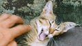 Cat laying on floor while man hand scratch and grope on its body