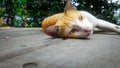 Cat laying on the floor Royalty Free Stock Photo