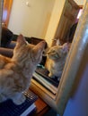 Cat Laying In Front of Mirror