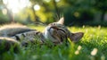 A cat laying in the grass with its eyes closed, AI Royalty Free Stock Photo