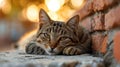 A cat laying on the ground next to a brick wall, AI Royalty Free Stock Photo