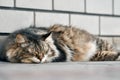 A cat is laying on the ground beside the wall. Royalty Free Stock Photo