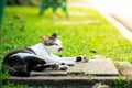 Cat laying on the manhole under sunlight in the park Royalty Free Stock Photo