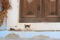 Cat laying next to door