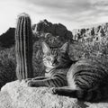Cat is laying on a rock next to a cactus Royalty Free Stock Photo