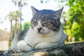 A cat is laying on a rock in a park in Side Turkey Royalty Free Stock Photo