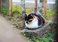 Cat laying on a stone