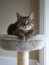 A cat laying on top of a scratching post Royalty Free Stock Photo