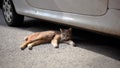 Cat laying under dirty car