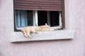 Cat lays down on a window Royalty Free Stock Photo