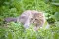 Cat lays on a grass Royalty Free Stock Photo