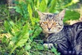 Cat lays on the grass Royalty Free Stock Photo