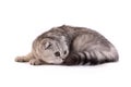 Cat lays on a white background