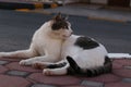 A cat rests on the footpath