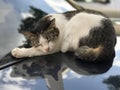 White Brown Cute Cat sleeping on TOP of the car. https://www.dreamstime.com/#res30574190
