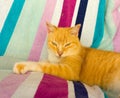 A cat lazing on a beach towel in the tropics