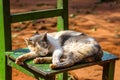 Cat lazing in the sun - Santa Maria de Fe, Misiones, Paraguay