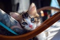 Cat leaning against a rocking chair cushion