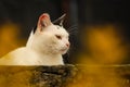 A cat leaning against a wall watches as he is surrounded by autumn vegetation