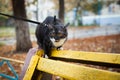 A cat on a leash playing on the wooden bench