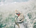Cat on a leash sitting on top of tree trunk in the forest. Royalty Free Stock Photo