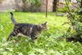 Cat on the leash for a walkies in the garden eating grass