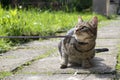 Cat on the leash for a walkies prostesting