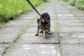 Cat on the leash for a walkies on the sidewalk do not want to go home