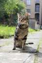 Cat on the leash for a walkies sitting like a model