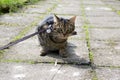 Cat on the leash for a walkies sitting in the middle of the pavement, eye contact