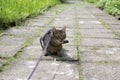 Cat on the leash for a walkies sitting in the middle of the pavement, eye contact