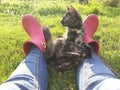 cat on the legs of a person lying on the grass Royalty Free Stock Photo