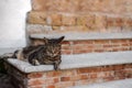 Cat lengthened on the stairs