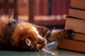 The Cat Library. Humorous portrait of scientific cat rolling upside down looking at books Royalty Free Stock Photo