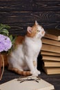 The cat is sitting next to an open book Royalty Free Stock Photo