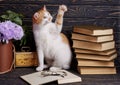 The cat is sitting in an open book Royalty Free Stock Photo