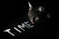 cat licking cream which is shaped in the word TIME on a black slate plate, concept for time goes by like milk, which is licked b