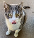 Cat licking her lips Royalty Free Stock Photo