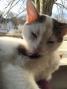 Licking Cat