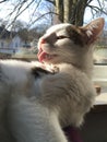 Licking cat