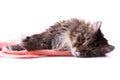 Cat licking its fur and lying on bath towel